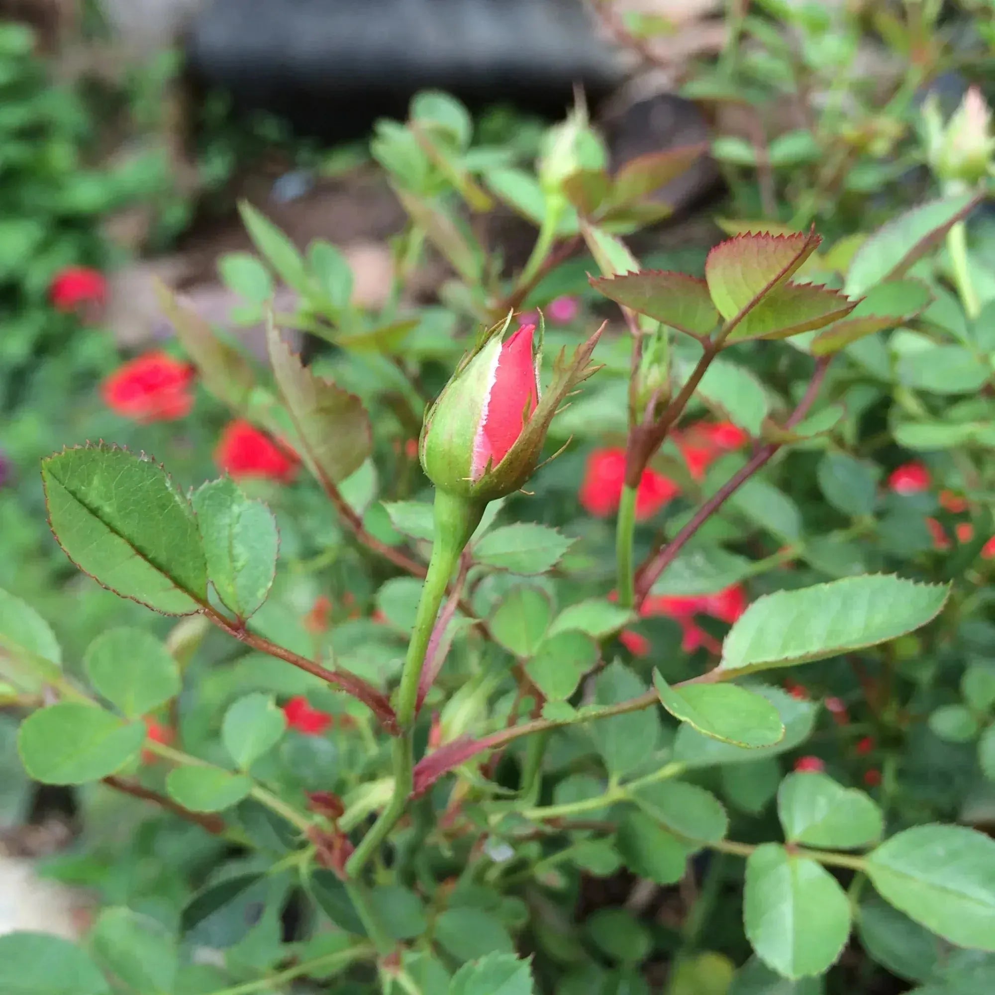 Srebrna bransoletka z miniaturową różą i prawdziwym pąkiem róży | Prezent na Walentynki