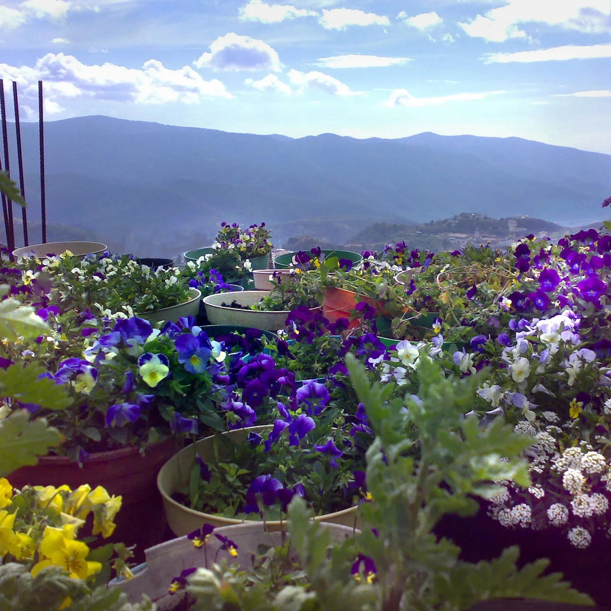 Slangarmband van sterling zilver - Ronde bedel - Madeliefje