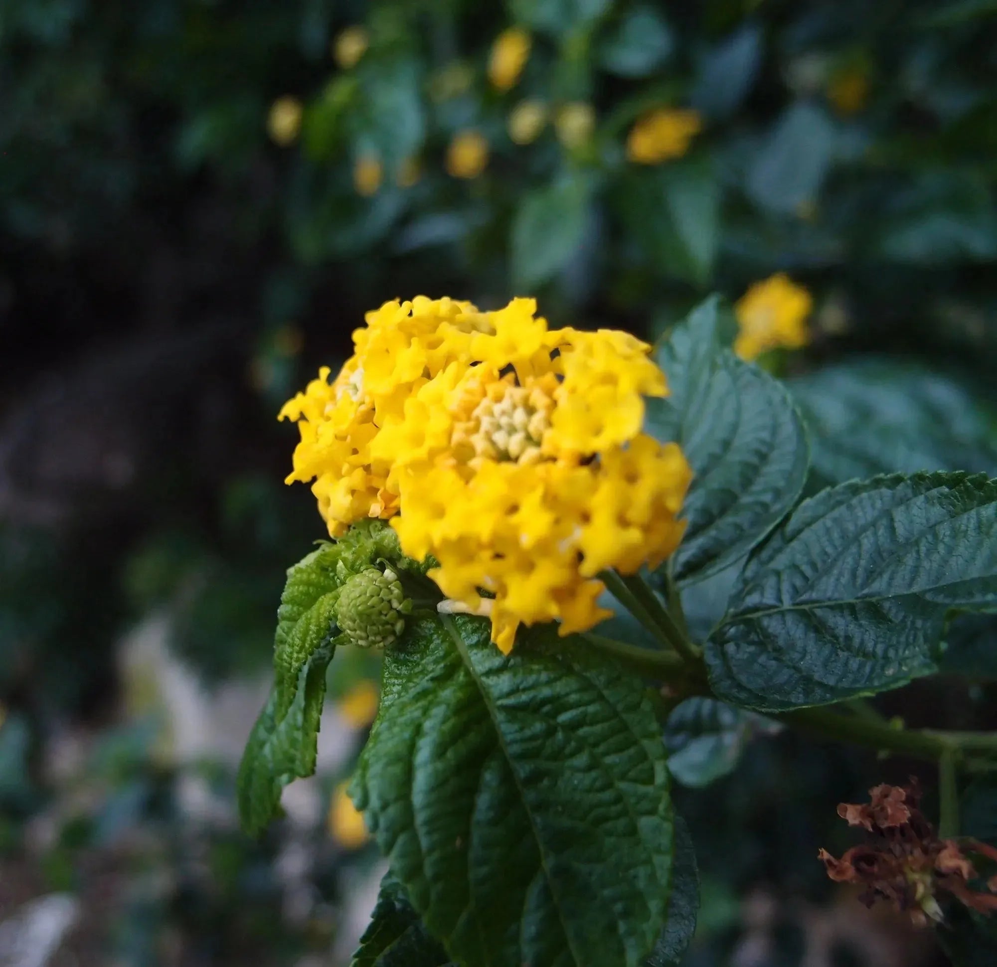 Náhrdelník s pravými květinami. Oválný přívěsek ze stříbra pro zahradníky, květináře, milovníky přírody