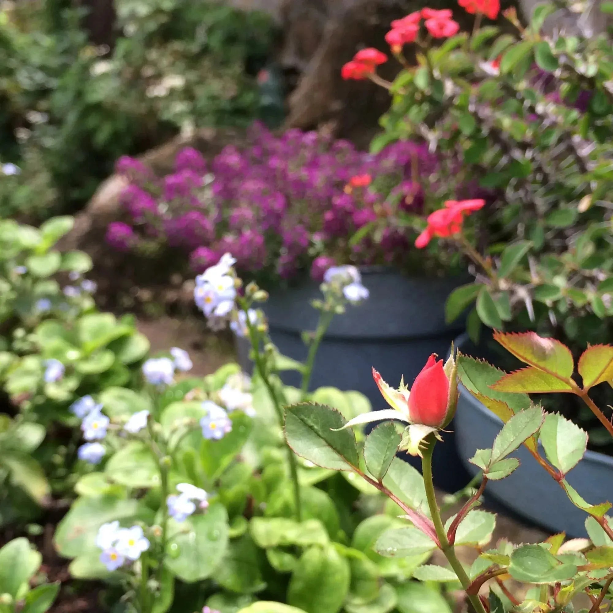 Srebrna bransoletka z miniaturową różą i prawdziwym pąkiem róży | Prezent na Walentynki