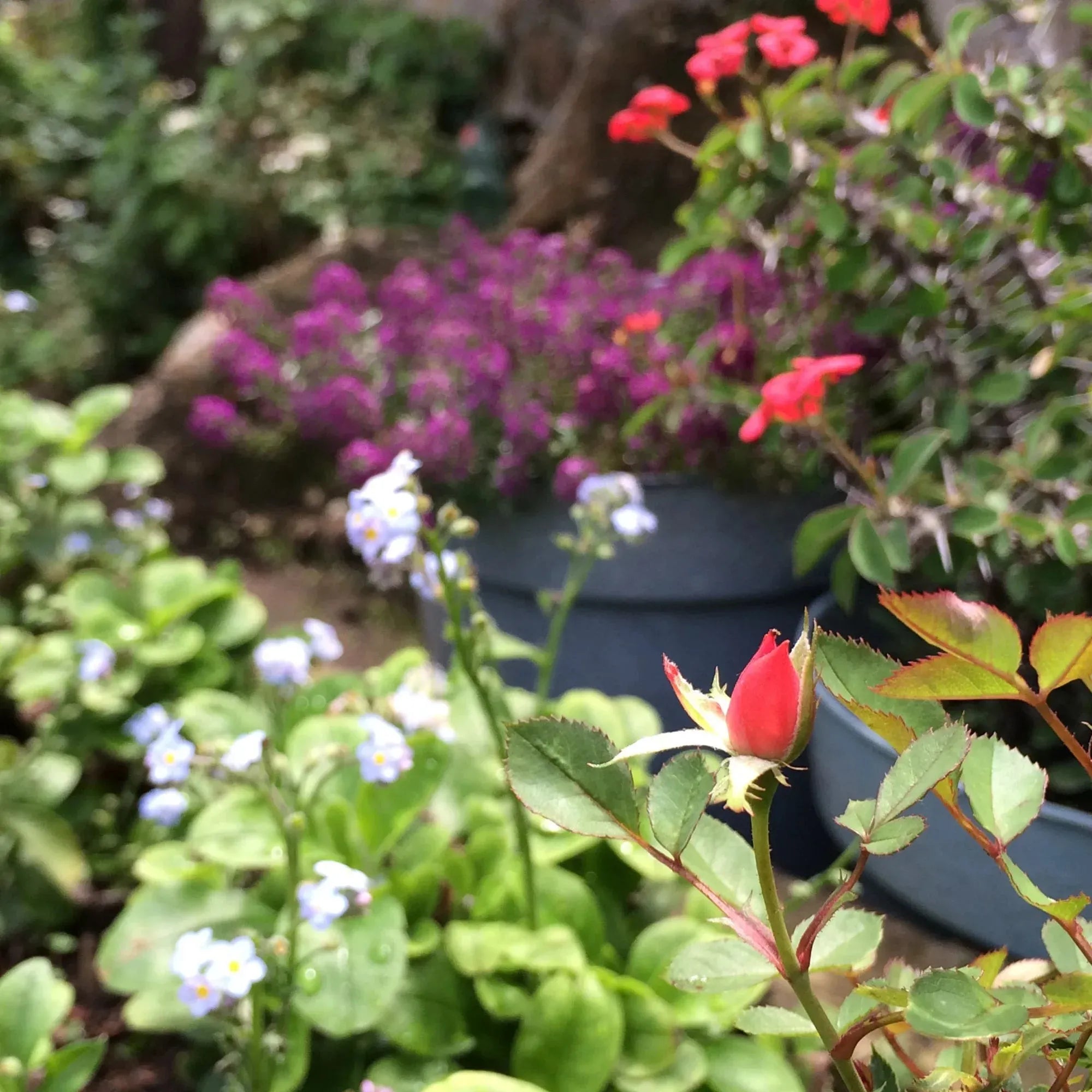 Srebrny wisiorek z kluczem wiolinowym z prawdziwymi kwiatami - idealny prezent dla miłośników muzyki