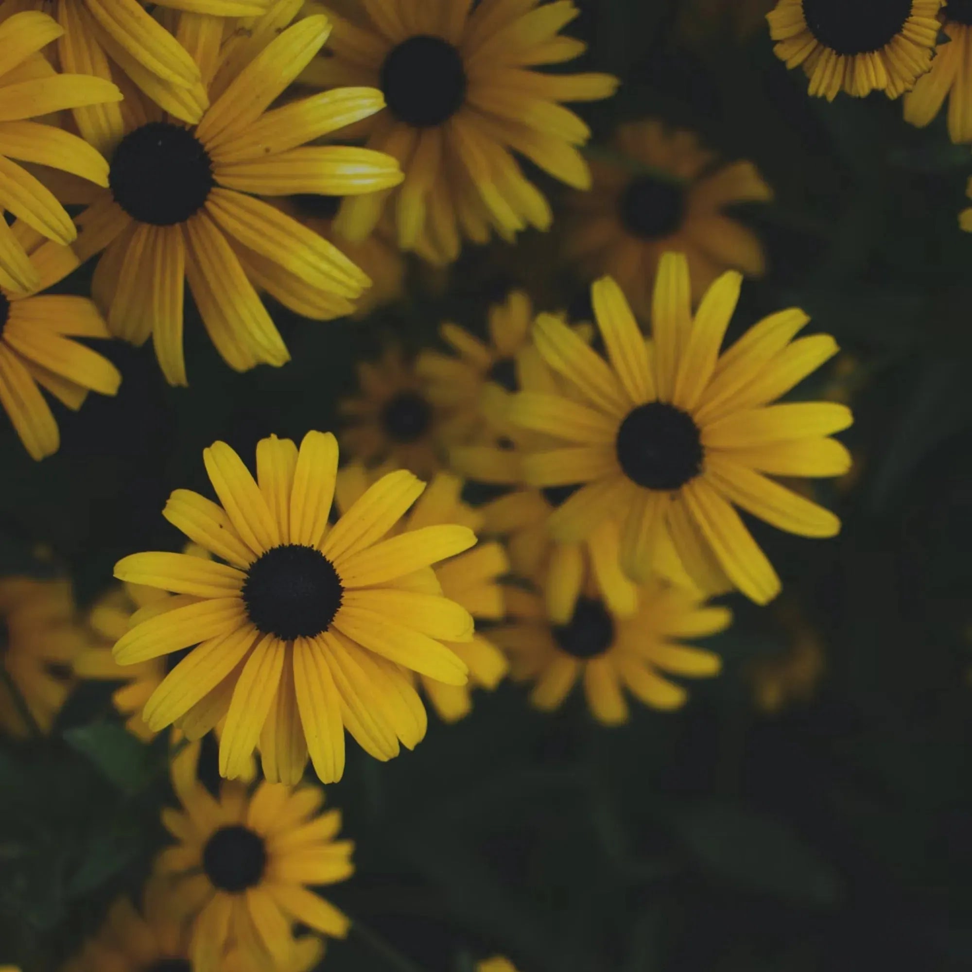 Náhrdelník s přívěskem ve tvaru slunečnice Shrieking Violet ® ze stříbra sterling