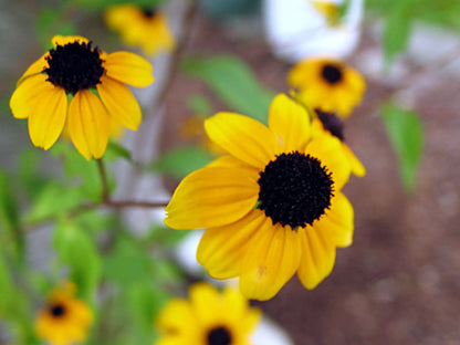 Broche de plata | Girasol | Media Luna