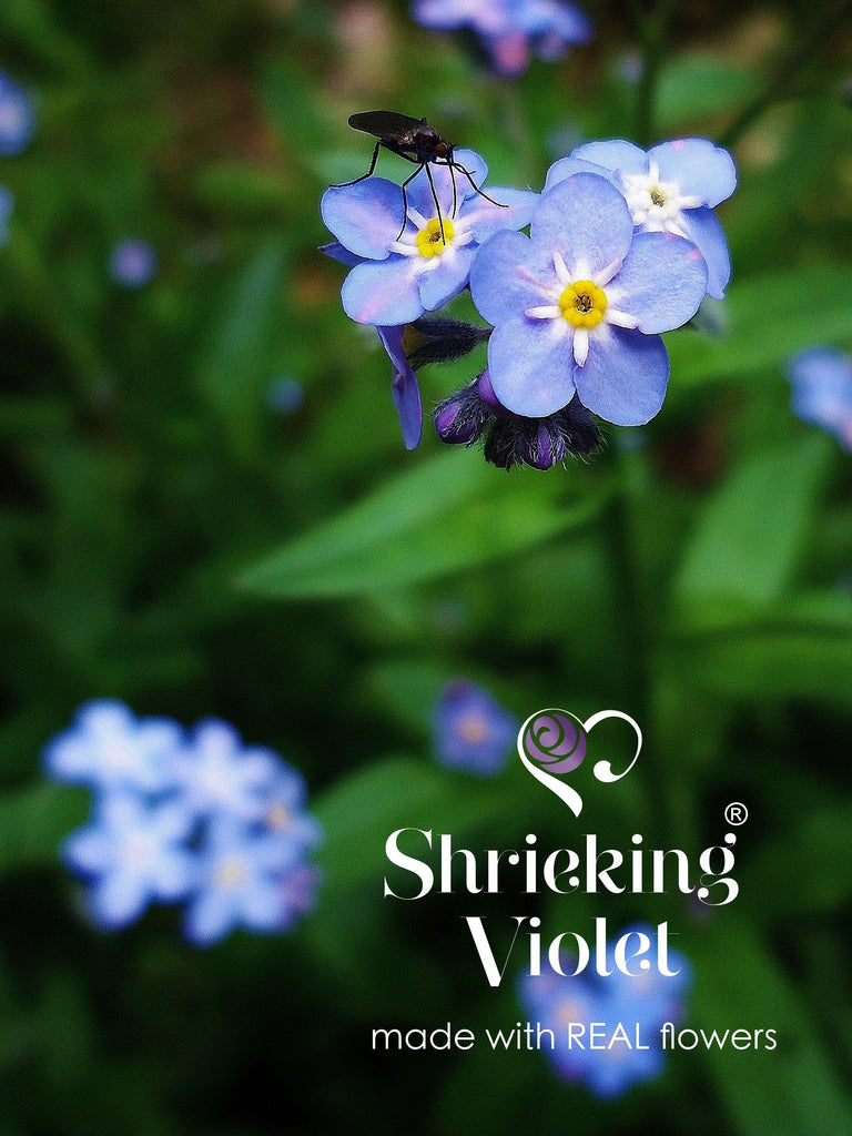 Butterfly earrings by Shrieking Violet® Sterling silver dangle drop earrings with real forget-me-not flowers. Ideal jewellery for butterfly lover