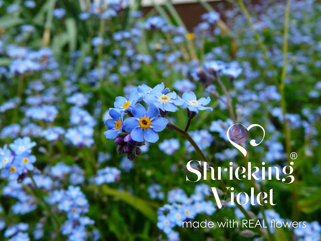 Flower necklace by Shrieking Violet Sterling silver heart pendant with a real forget-me-not & miniature rose. Romantic valentine jewellery gift.