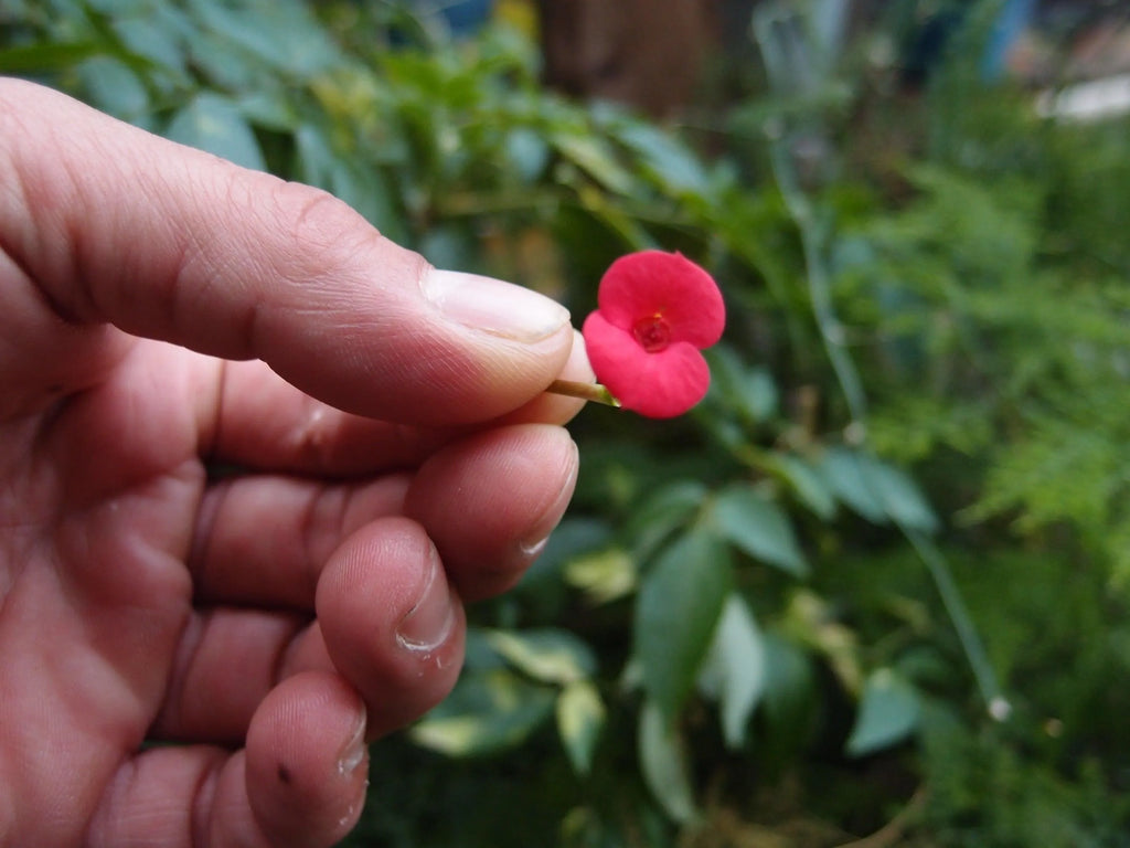 Poppy Bangle - Gold Plated Sterling Silver with a real flower by Shrieking Violet®