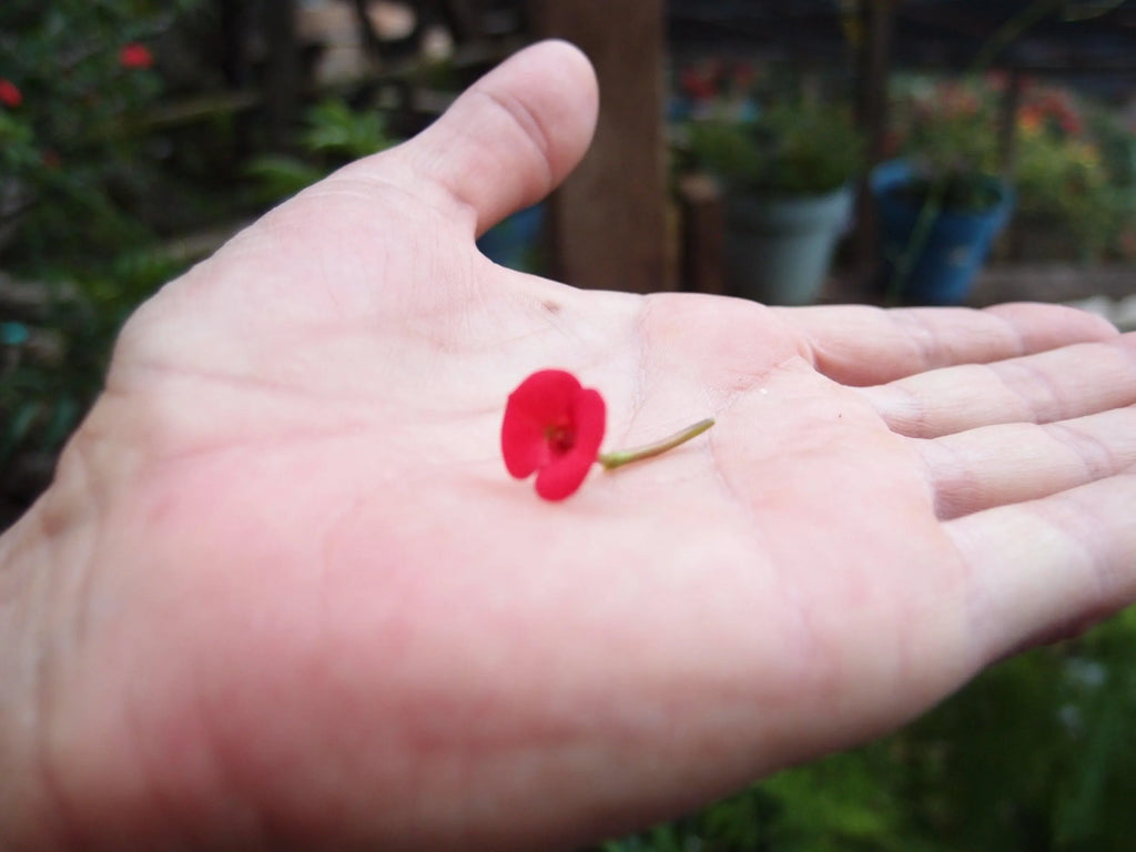 Poppy Bangle - Gold Plated Sterling Silver with a real flower by Shrieking Violet®