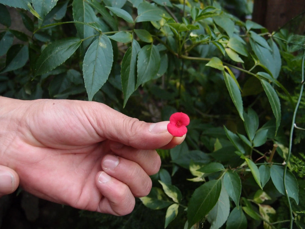 Poppy Cufflinks by Shrieking Violet®