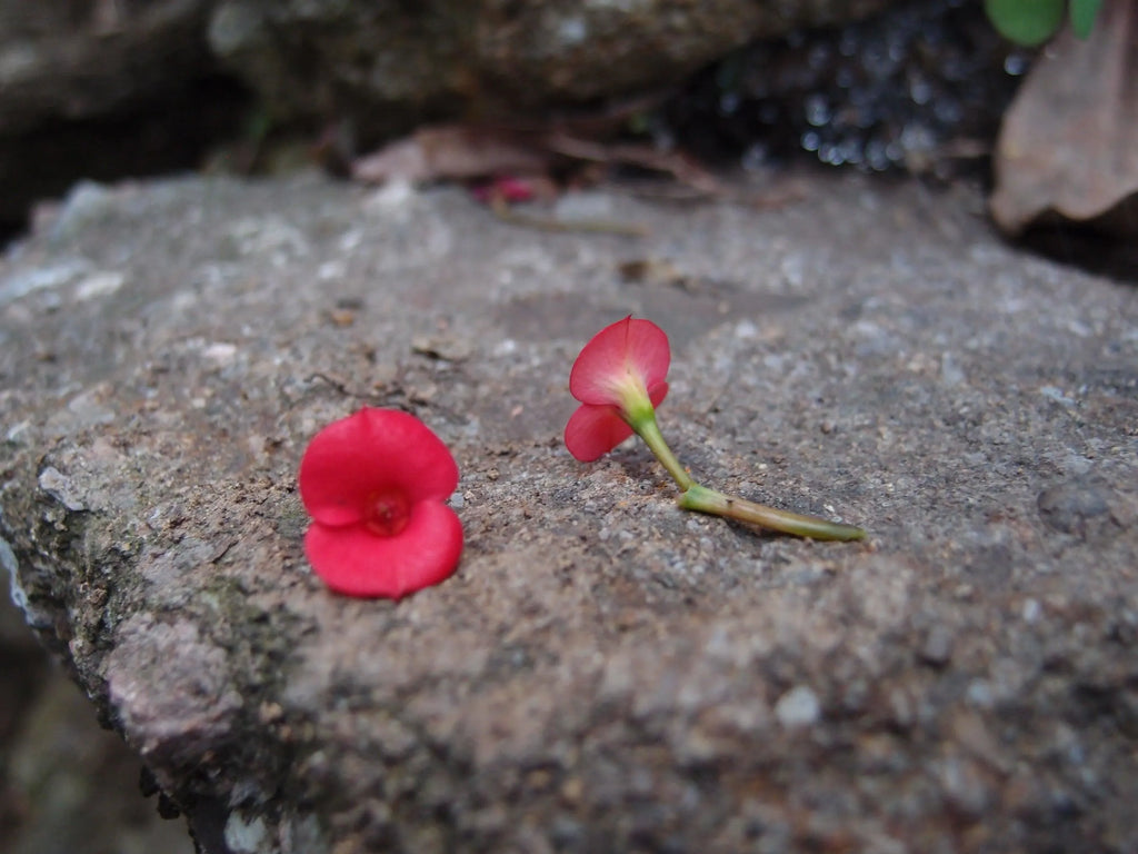 Poppy earrings by Shrieking Violet® Sterling silver drop dangle teardrop earrings with tiny real Euphrbia milii flowers.